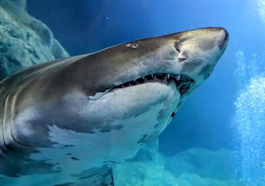 Турецкая газета Milliyet назвала низкой вероятность встречи туристов с акулой в Турции