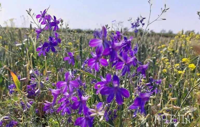 Синоптики дали прогноз по возвращению в Челябинскую область 20-градусного тепла