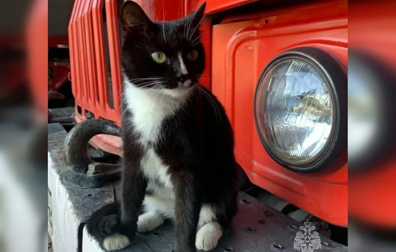 Челябинские пожарные похвастались пушистым талисманом гарнизона — кошкой Бусей