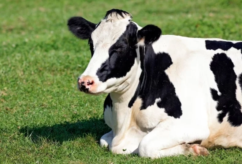 Лейкоз, ящур, африканская чума свиней: как ЕАО удается избегать вспышек заболеваний у сельхозживотных