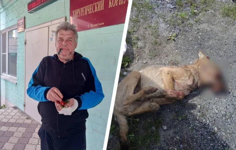 На жителя Челябинской области напал бешеный волк