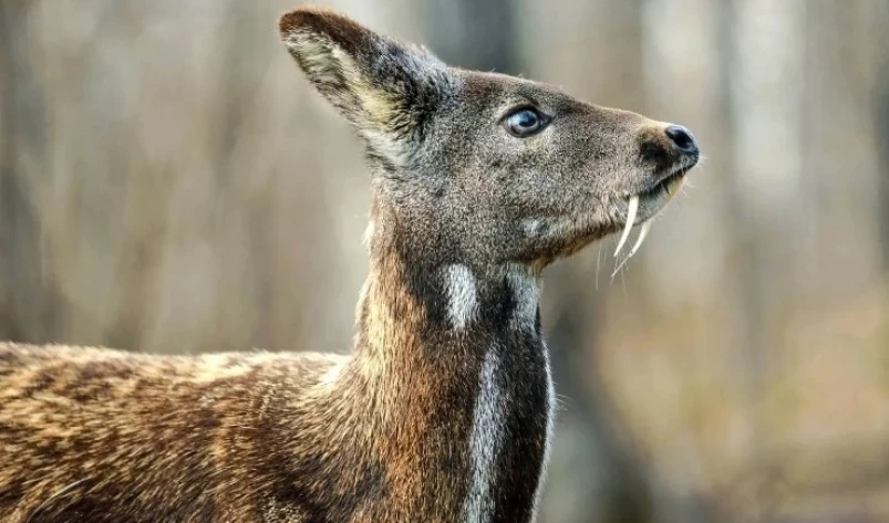 В Приморье контрабандистов взяли за железы кабарги