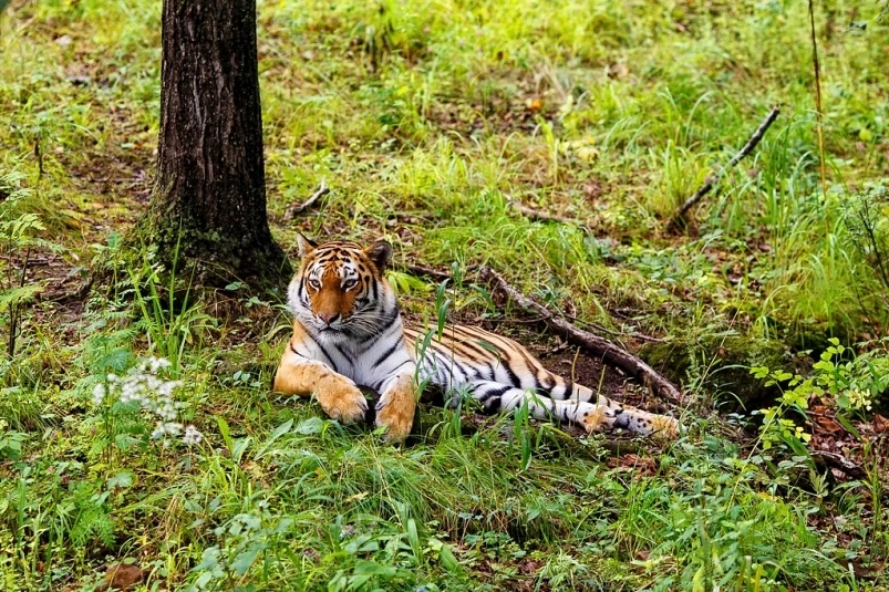 “Тигры научились жить с рядом человеком, а люди с тиграми – не совсем” – Светлана Сутырина