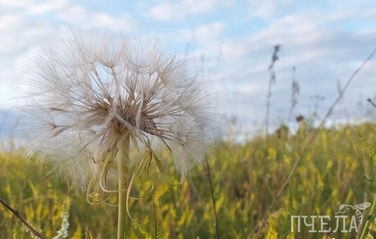 Стало известно, когда в Челябинской области потеплеет хотя бы до +19 градусов
