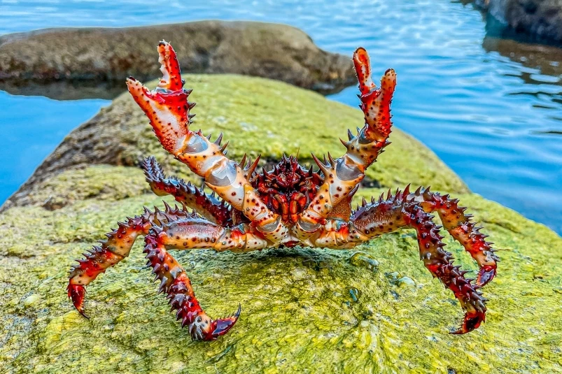 Ловить кету, симу и краба в Приморье можно свободно и бесплатно – полный список мест