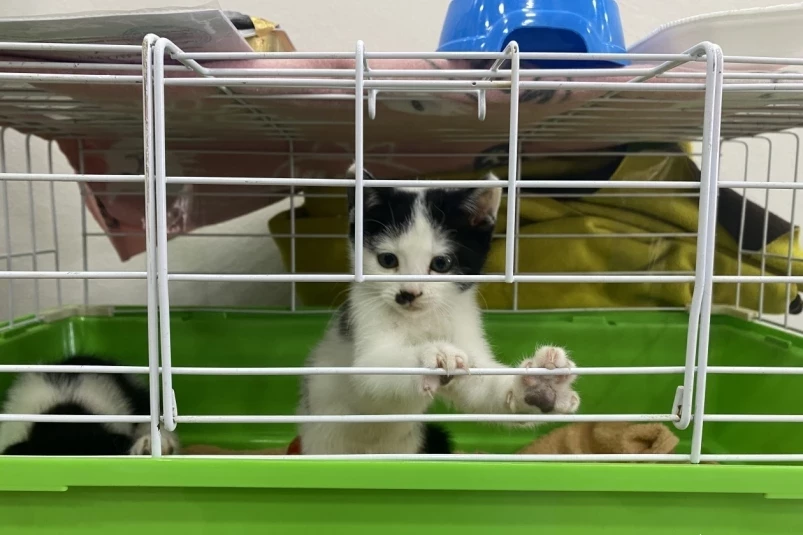 “Животные города_В”: обрести четвероногого друга приглашают жителей Владивостока 24 июня