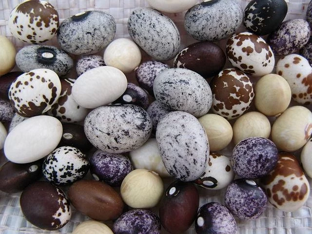 Названы вред и польза фасоли для организма