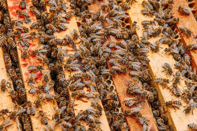 Возбудителя опасного заболевания пчел обнаружили в Шкотовском районе Приморья