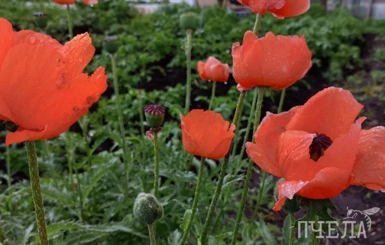 На Челябинскую область надвигаются потепление до +22, сильные дожди и грозы