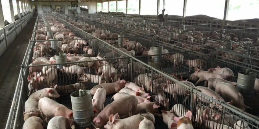 Глобальный дефицит продовольствия всё ближе: вслед за зерном взлетают цены на мясо