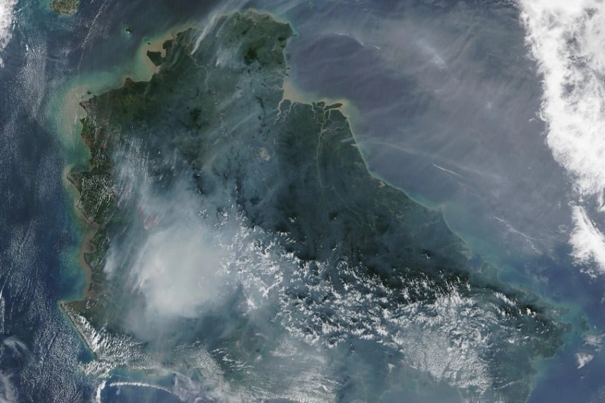 На Борнео нашли «невероятную» пальму, которая цветёт и плодоносит под землей