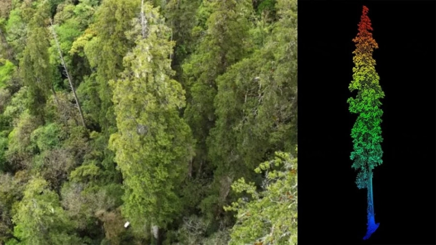В Китае в самом глубоком в мире каньоне обнаружено самое высокое дерево Азии