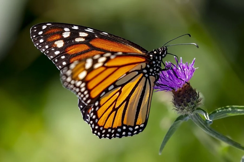 Большие белые пятна бабочек монархов помогают им лучше летать