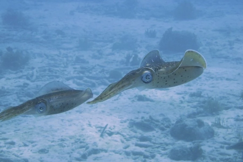 В США создали прозрачных кальмаров, чтобы изучить их нейронную активность