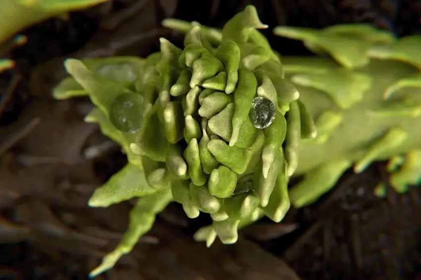 Листья древних растений не следовали золотому правилу, как современные