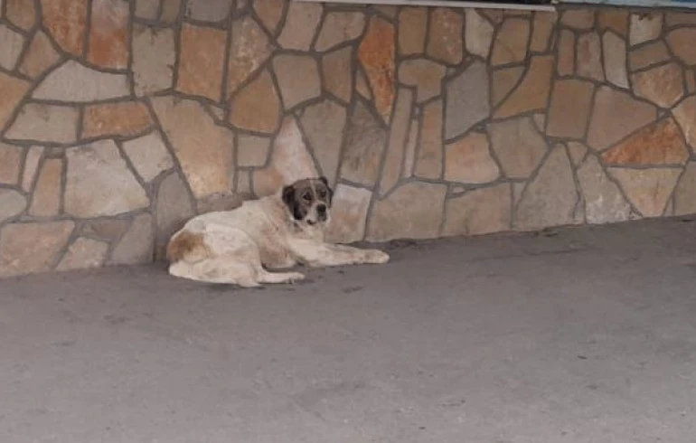 В Троицке разыскивают хозяина собаки, напавшей на 11-летнюю девочку