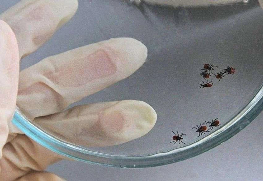 Опасные клещи: геморрагическая лихорадка Крым-Конго угрожает распространиться в Европе