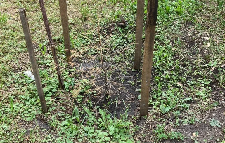 Мэрия ответила на претензии общественников о гибели даурских лиственниц в центре Челябинска