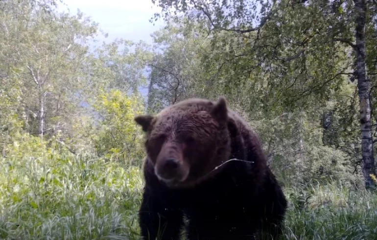 Рядом с популярным озером в Челябинской области заметили большого медведя
