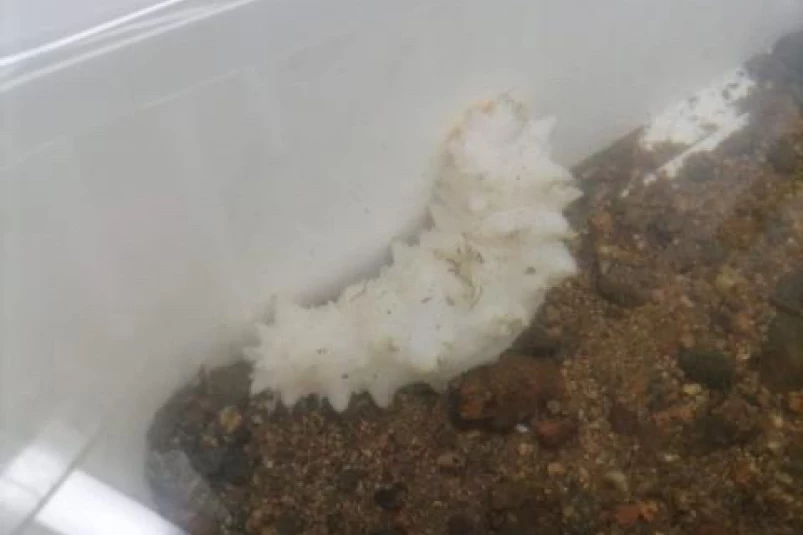 Редкого трепанга-альбиноса поймали в районе Русского острова