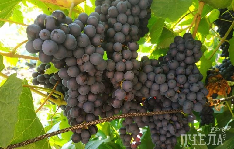 Кому запрещено употреблять виноград и можно ли его есть с косточками, рассказали эксперты