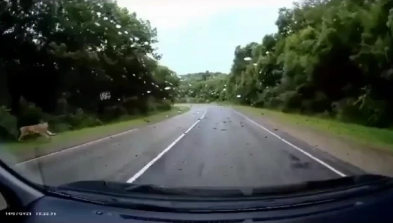 Тигр атаковал автомобиль в Приморье