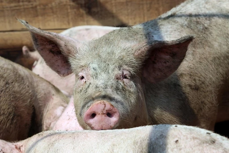 Россельхознадзор опроверг, что России грозит подорожание и дефицит вакцин для свиней