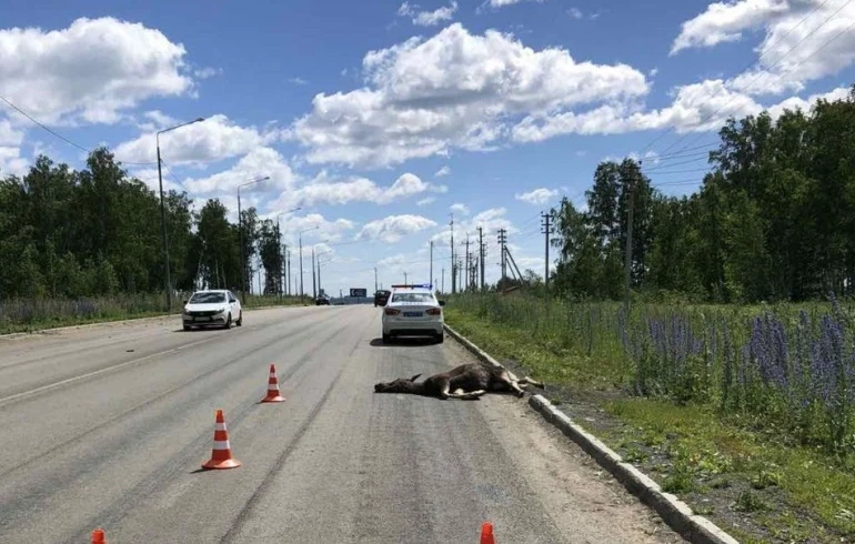 Животные на дороге: как не сбить и что делать, если это случилось, объясняет автоблогер