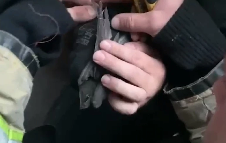 Челябинские сотрудники МЧС помогли стрижу выпутаться из лески в небе