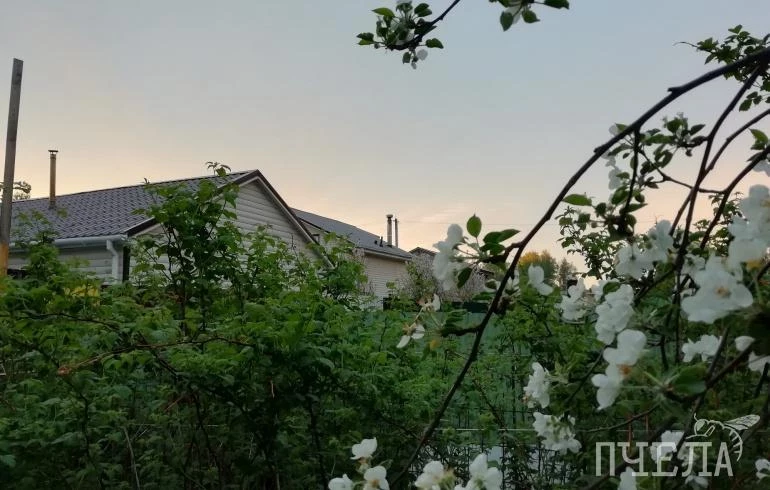 Как бороться с плодожоркой в саду, посоветовали эксперты