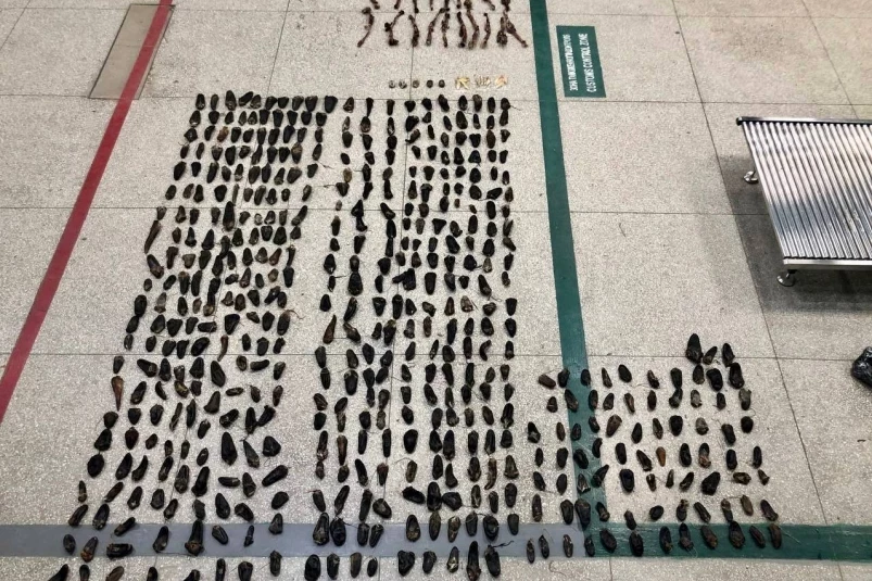 Контрабандиста, перевозившего части диких животных в топливном баке, задержали в Приморье