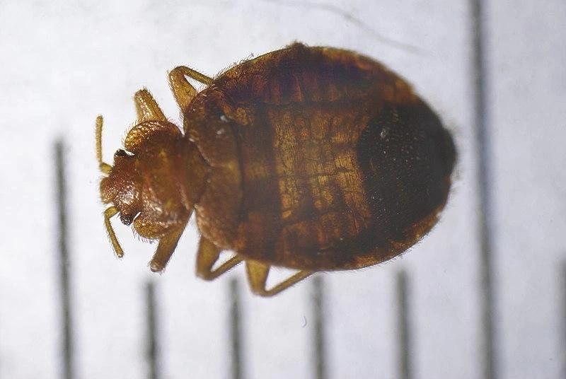 Турэксперт Уэддерберн-Дэй сообщил о появлении постельных клопов в отелях Европы