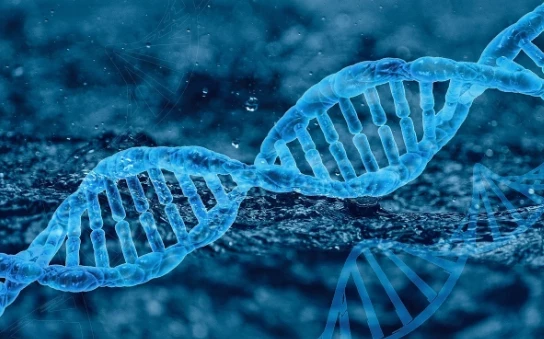 Ученые выяснили, как геном партнера отражается на весе и зависимостях человека