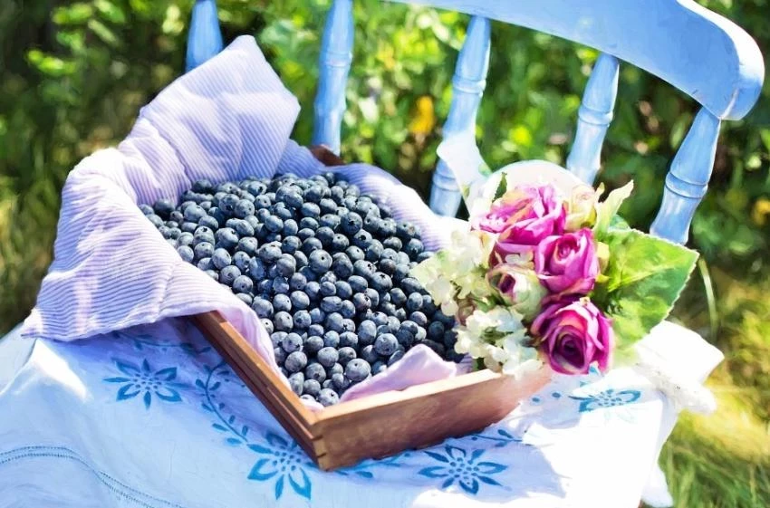 Учёные из Лондона доказали пользу употребления черники