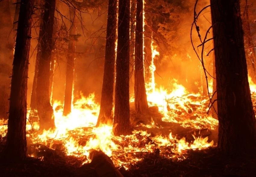 Россиянка Лебедева рассказала об игнорировании туристами пожаров в районе Кемера