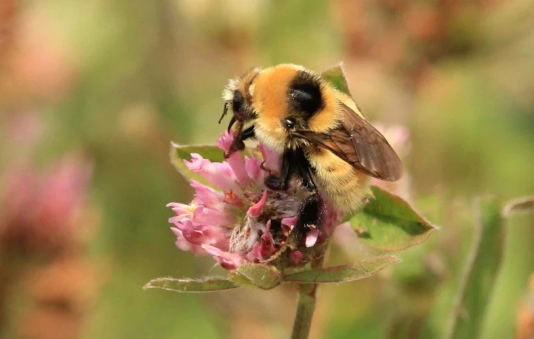 На Таганай прилетел редкий шмель из Красной книги