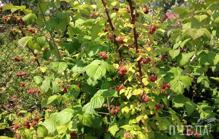 Какие фрукты и овощи наиболее вкусны и богаты витаминами в июле, рассказали эксперты