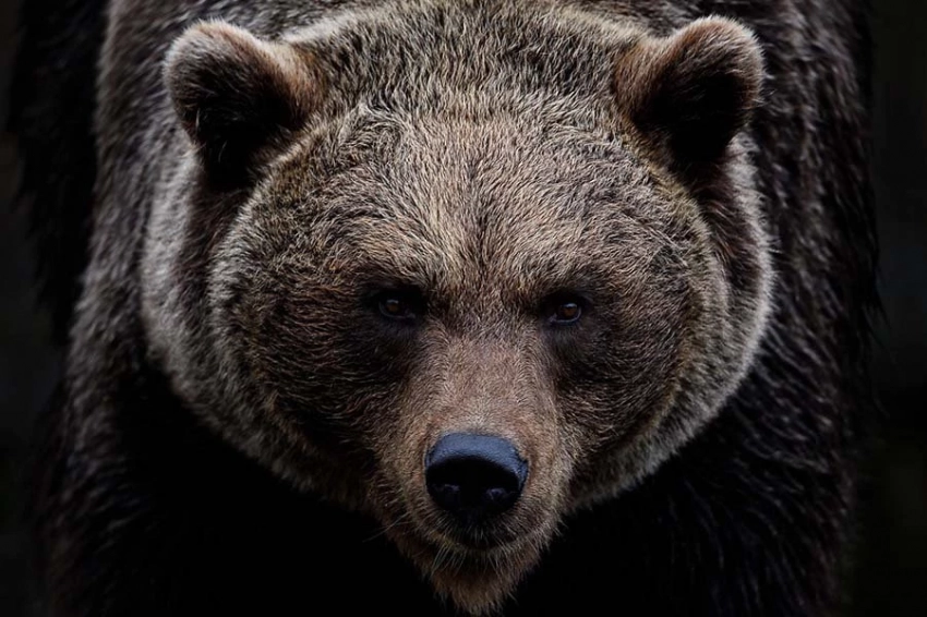 Анализ челюстей показывает, что ели пещерные и бурые медведи