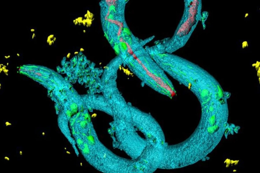 Древний червь возродился после 46 000 лет смертельной неопределенности