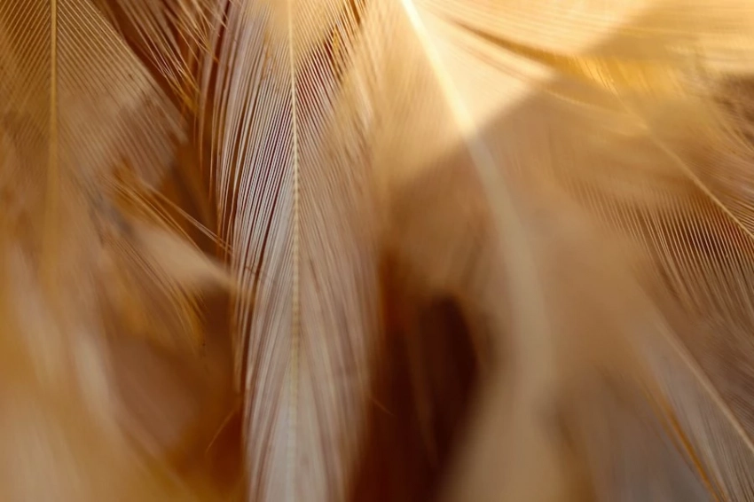 Томские ученые предлагают использовать пух и перья для создания огнезащитной добавки