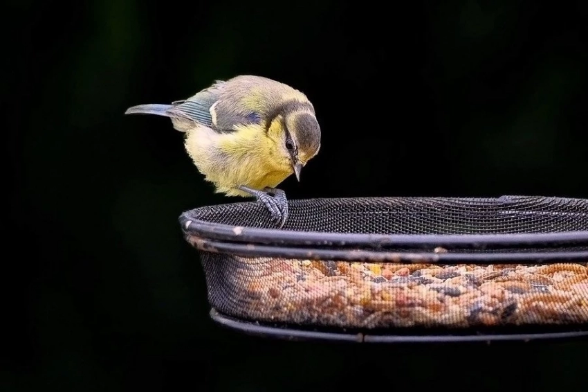 Глобальное потепление влияет на выживаемость потомства у мигрирующих птиц