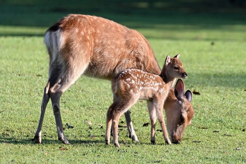 Frontiers: Низкое содержание клетчатки в рационе беременной отрицательно влияет на развитие малыша