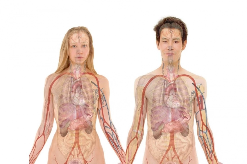 В РФ будут создавать бионические протезы по цифровым 3D-моделям человека