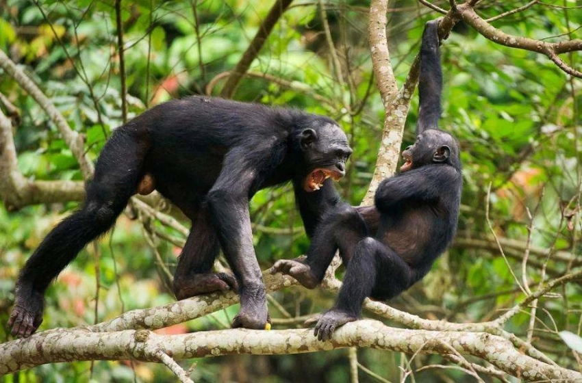 Секрет долголетия животных: кто убегает, тот живет дольше