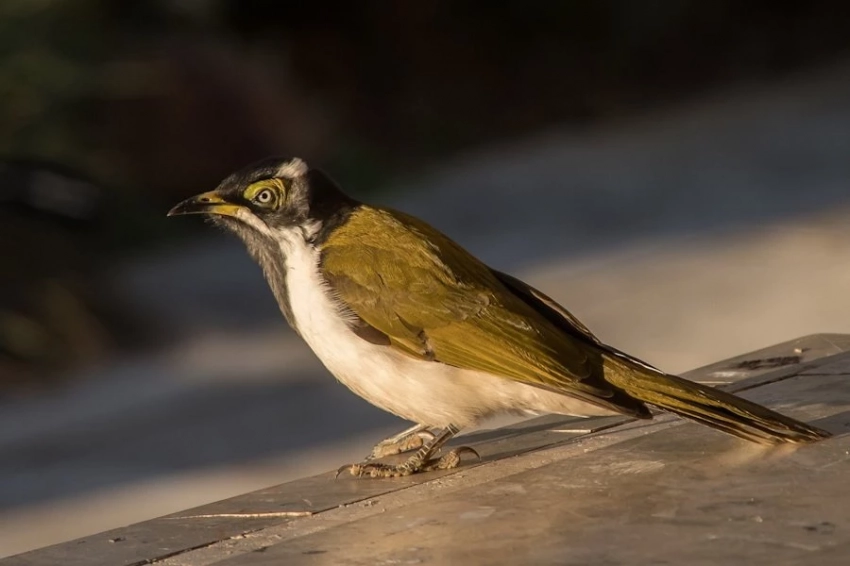 Зоологи заинтересовались симбиозом медоеда и медоуказчика