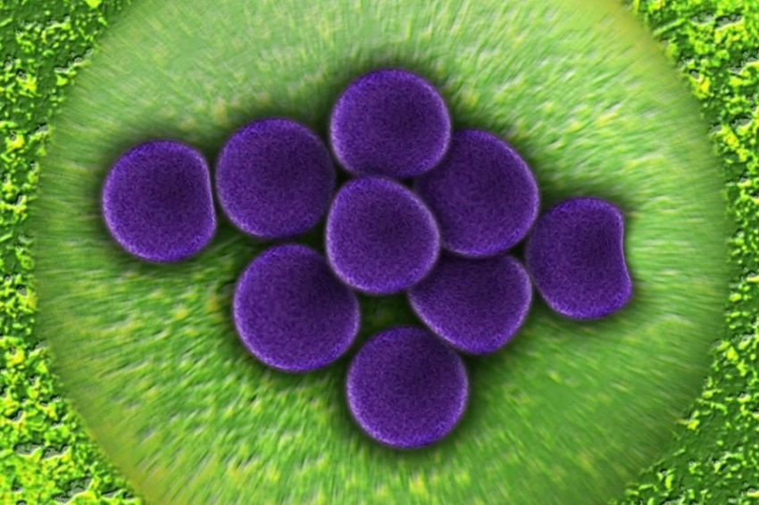 Простейшие синтетические клетки развиваются быстрее, чем естественные