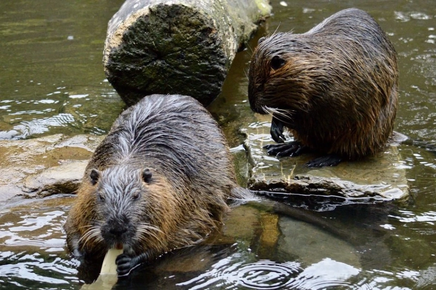 Бобров на Аляске обвинили в оттаивании вечной мерзлоты
