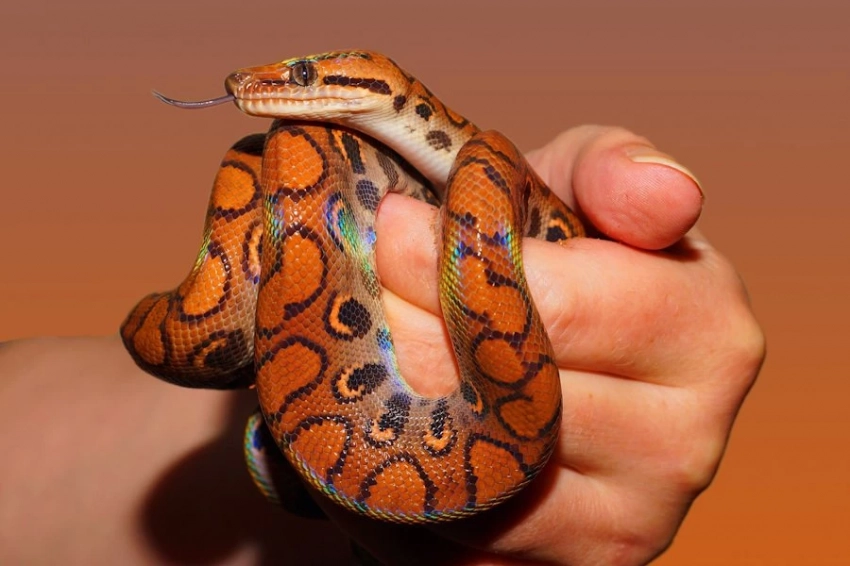 Daily Mail: австралийские учёные обнаружили новый вид ядовитых змей Demansia Cyanochasma