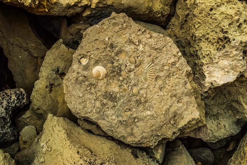 Палеонтологи обнаружили в США отпечатки тела древнейшего хордового животного из числа асцидий