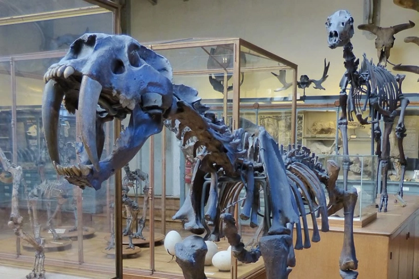 Ужасные волки и саблезубые кошки болели артритом, когда вымерли